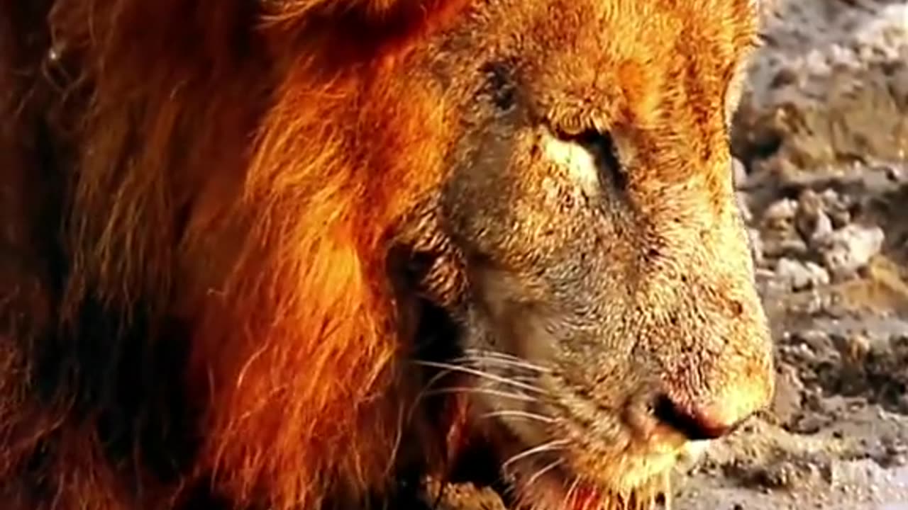 The real king I love him