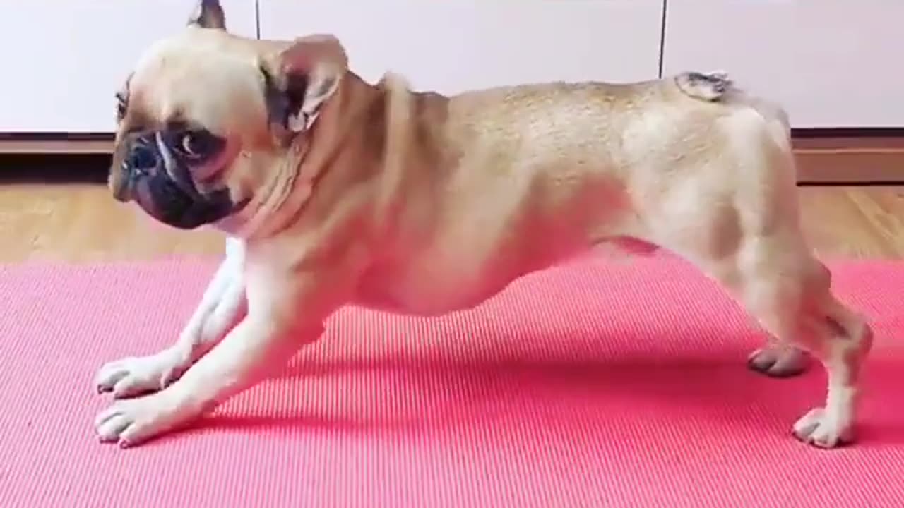 Yoga Dog 🐶🐕