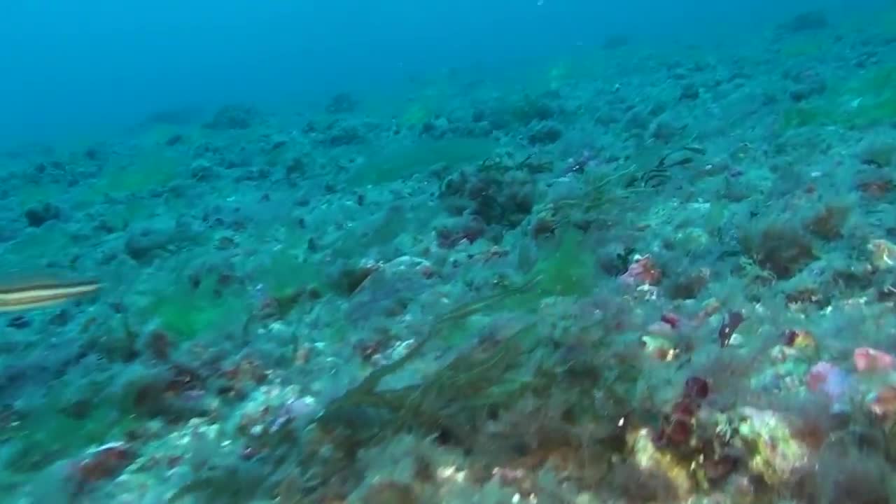UNDER THE SEA- Documentary