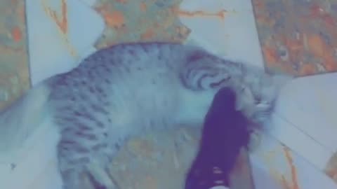 My cat