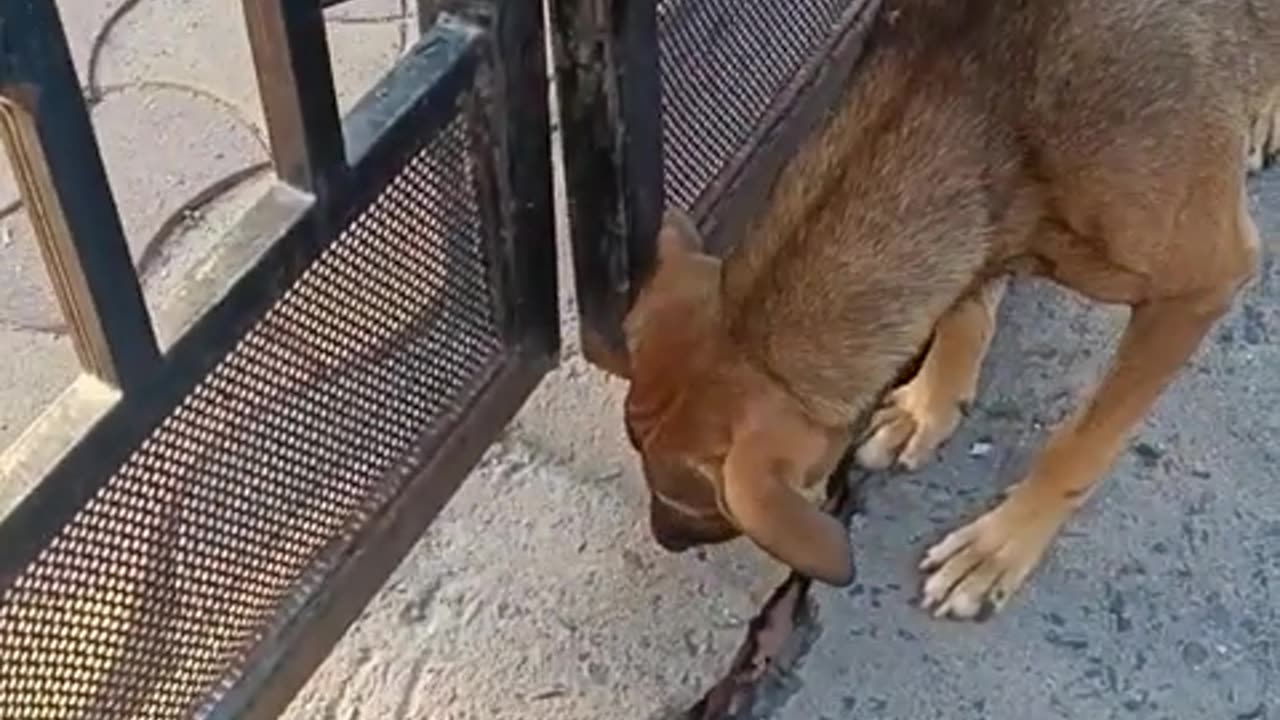 Dog funny video