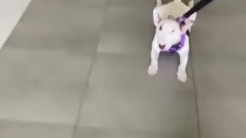Baby Dogs 🐶 Cute and Funny Dog Videos Puppy Dogs Compilation