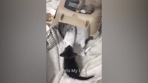 New Funny Animals