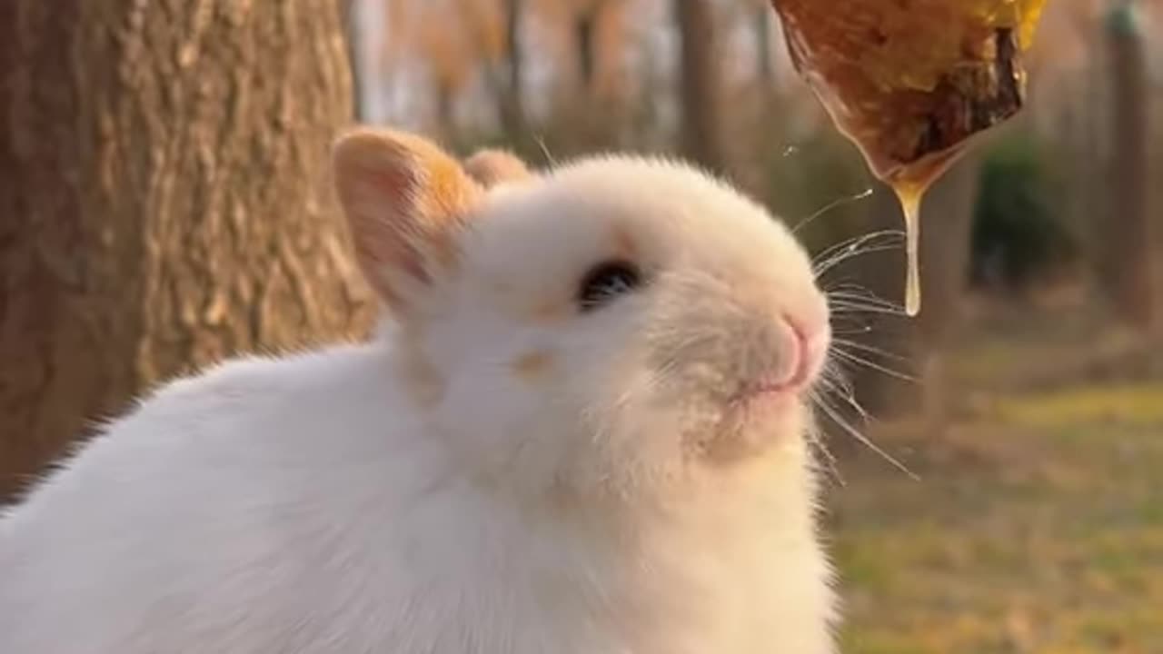 Fluffiest Little Creatures That Will Make You Smile! 🐾🐇🐶