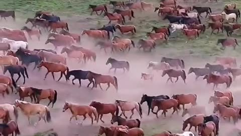 The Funniest Horse Moments
