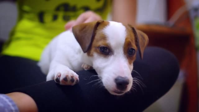 Mistress petting Jack Russell Terrier puppy