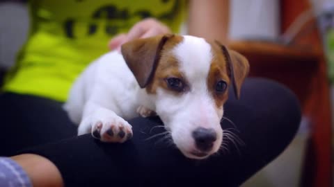 Mistress petting Jack Russell Terrier puppy