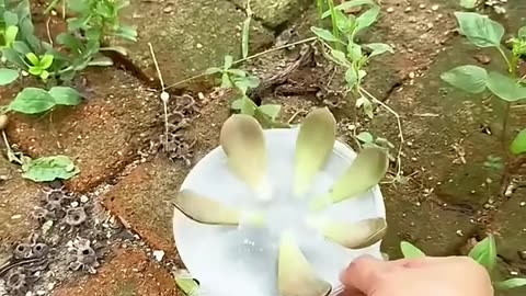 how to plant