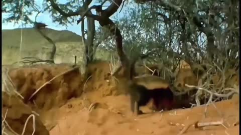 Animal Encyclopedia-A battle between leopards and porcupines; Sec 1