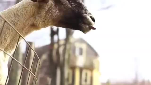 A Goat Screaming like Human