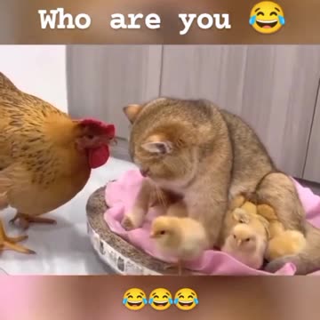 Chicken asked cat, Who are you? 😂🐔🐈 Joy Funny Factory