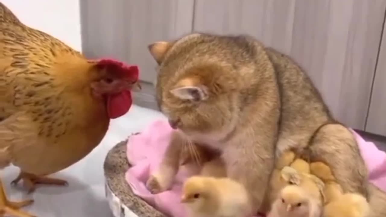 Chicken asked cat, Who are you? 😂🐔🐈 Joy Funny Factory