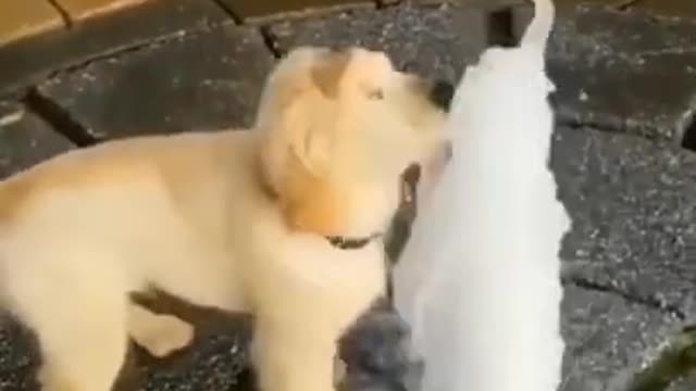 Cute and funny dogs 2021 compilation # 1