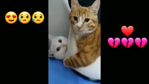 New Funny Cat Video 🤣 Cat Broken Harth ❤️💔💔 fpy🤪🤪