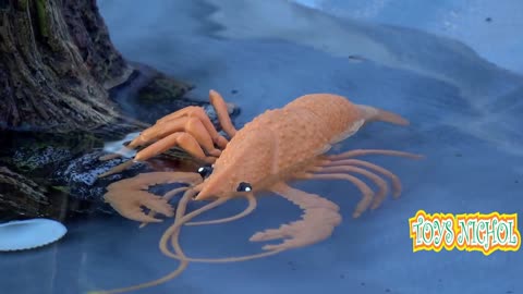 Clown Crab and Lobster Hide Behind Yellow Coral Rocks