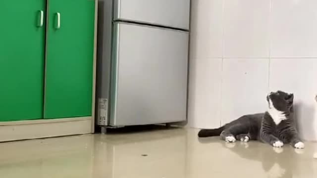 catjumpinghigh