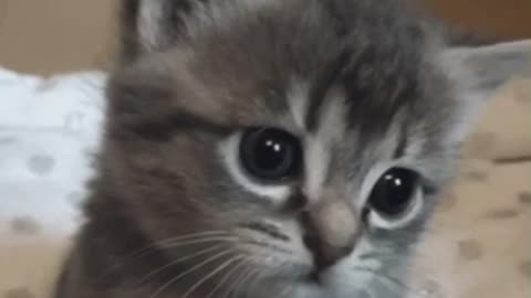 Cute Cat Gif