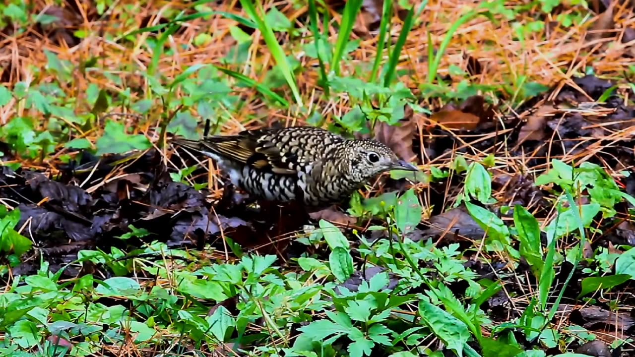 The Dance of Scaly Thrush