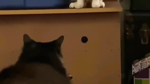 Funny Cat Videos