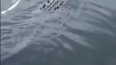 This is a beautiful and charming water-dwelling species