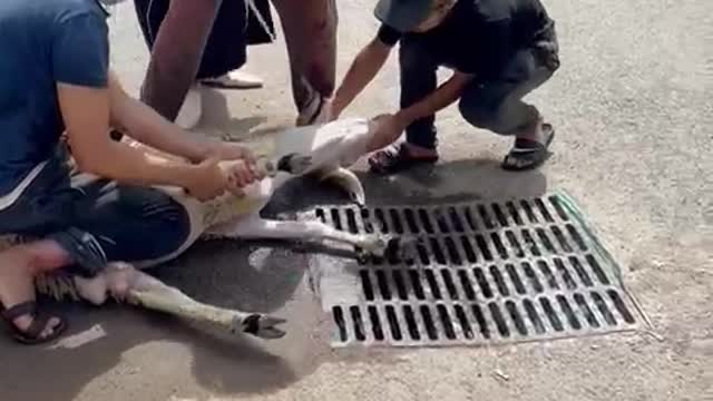 they cut the goat and she ran away |sacrificing|