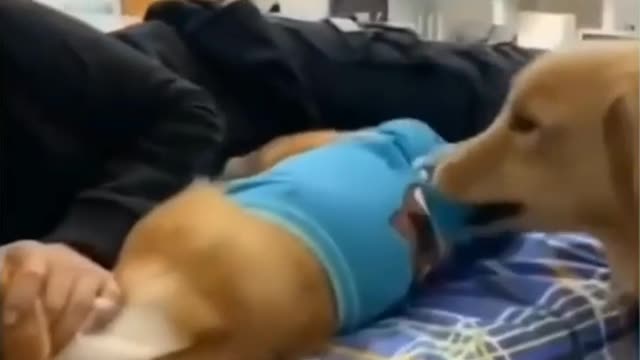 Cute dog imitating sound