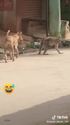 Super Funny Animal Video that Will Make You Laugh Out Loud | Keep Laughing