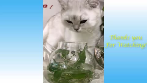 cute cats funny video