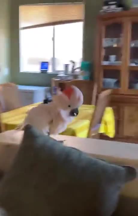 Let This Bird's Laughter Brighten Your Day!