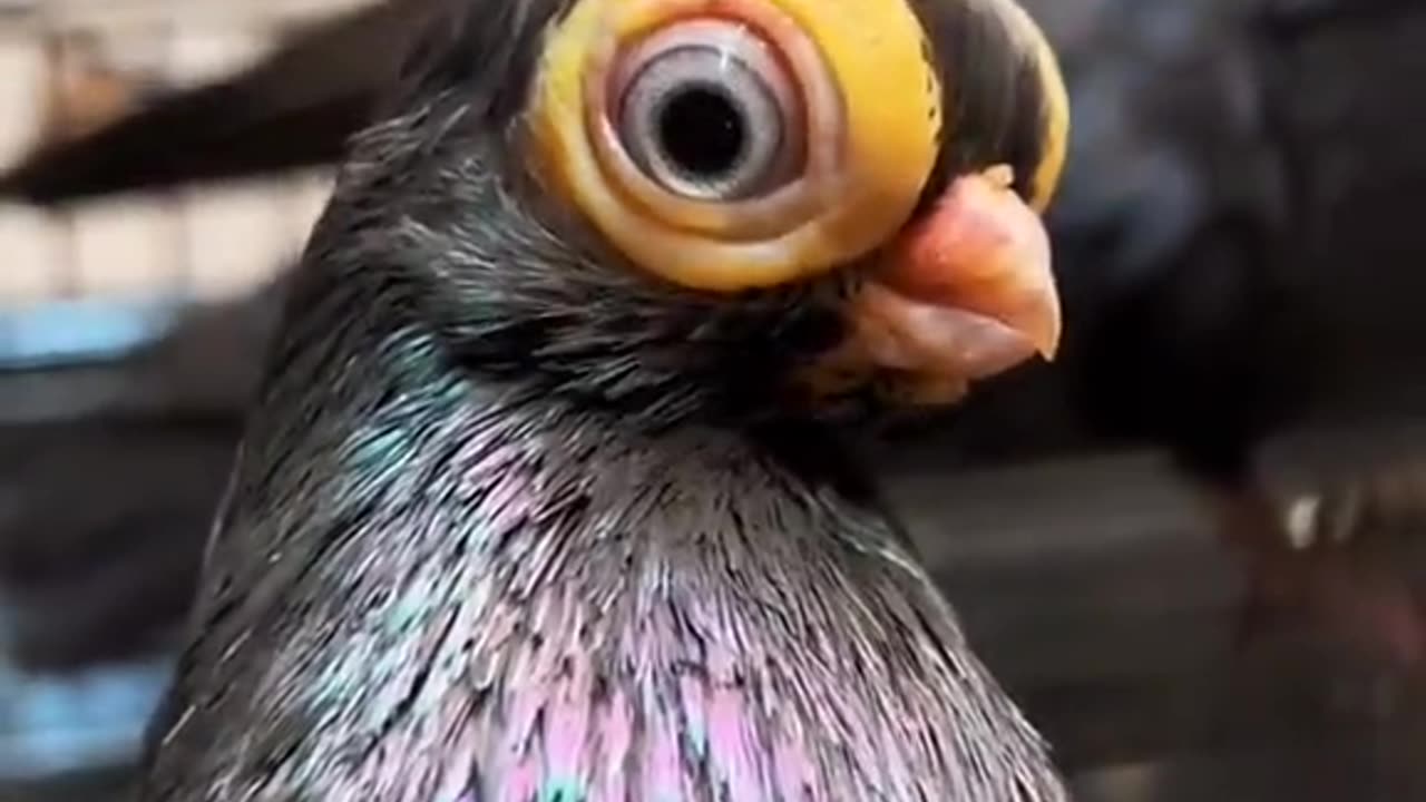 Bird you never saw before wow 😲