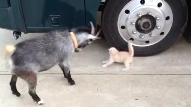 Goat vs kitten funny moments