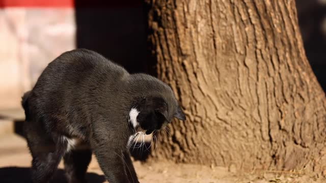 A black cat burst out from under the tree