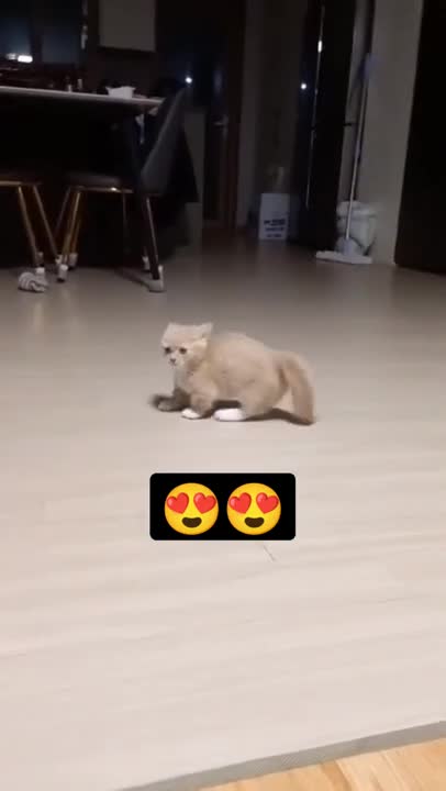 cute cat shorts❤#cat #cutecat