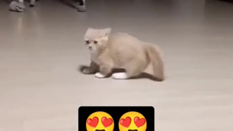 cute cat shorts❤#cat #cutecat