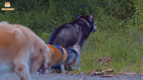 4K Quality Animal Footage - Dogs and Puppies Beautiful Scenes Episode 12 | Viral Dog Puppy