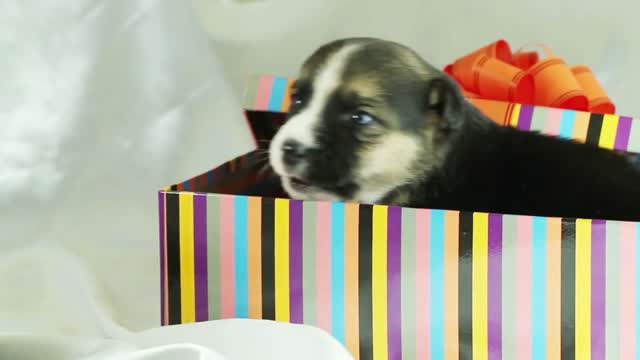 the puppy looks out of gift boxes