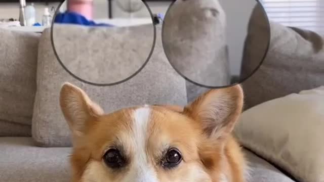 Funny Dogs Video Compilation 2021 _ Funniest Animals Video
