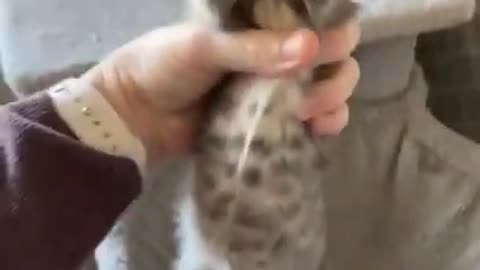 Cute Kitten