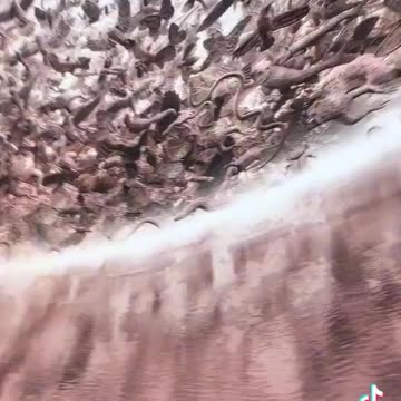 Bono, Lots of reptilian venomous snakes in the hologram