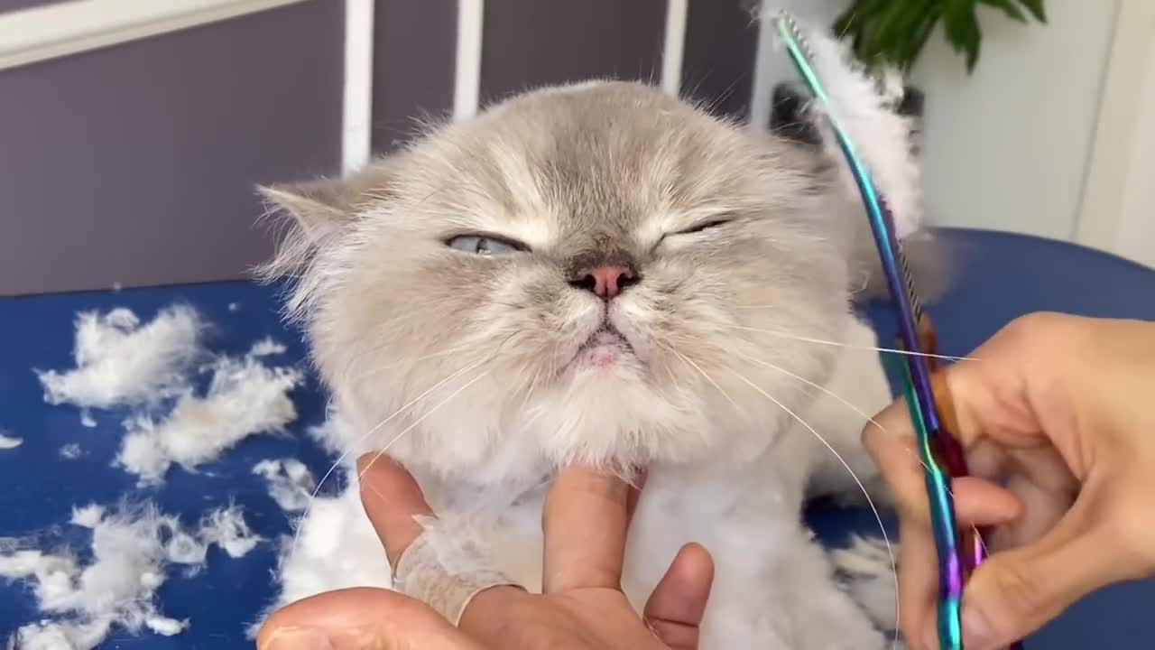 Kitten persian 🥰