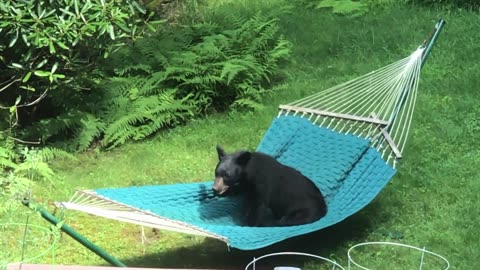 Bear falls out of hammock