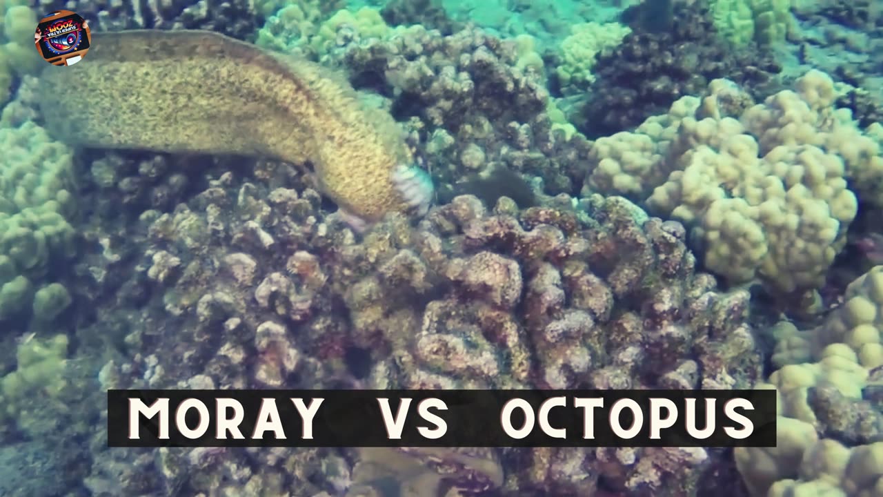 "Moray Eel Chronicles: Epic Battles Against Octopus and Shark Unfold!"