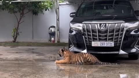 Thắng bại tại kỹ năng 😂😂