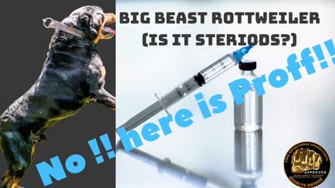 Big Rottweiler (proff it’s not steriods)