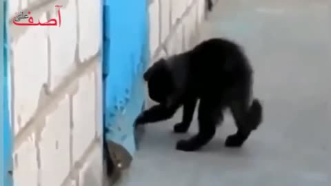 Animal Solidarity-Animal Motivational