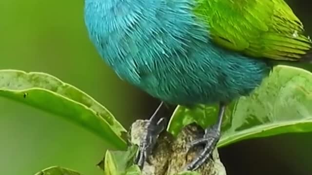 Beautiful Bird video