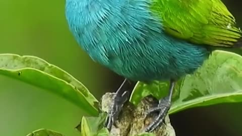 Beautiful Bird video