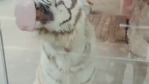 animal funny video