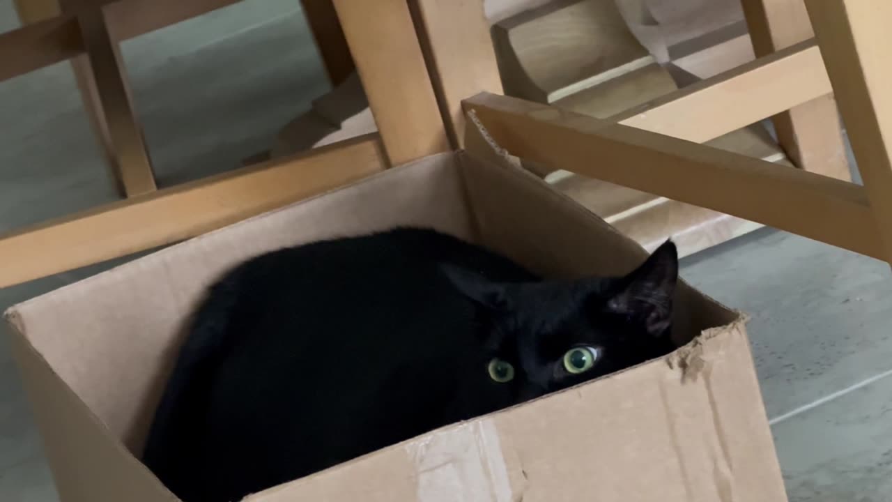 Cute Precious Piper Makes Use of a Box for Security Guarding - Adopting a Cat from a Shelter Vlog