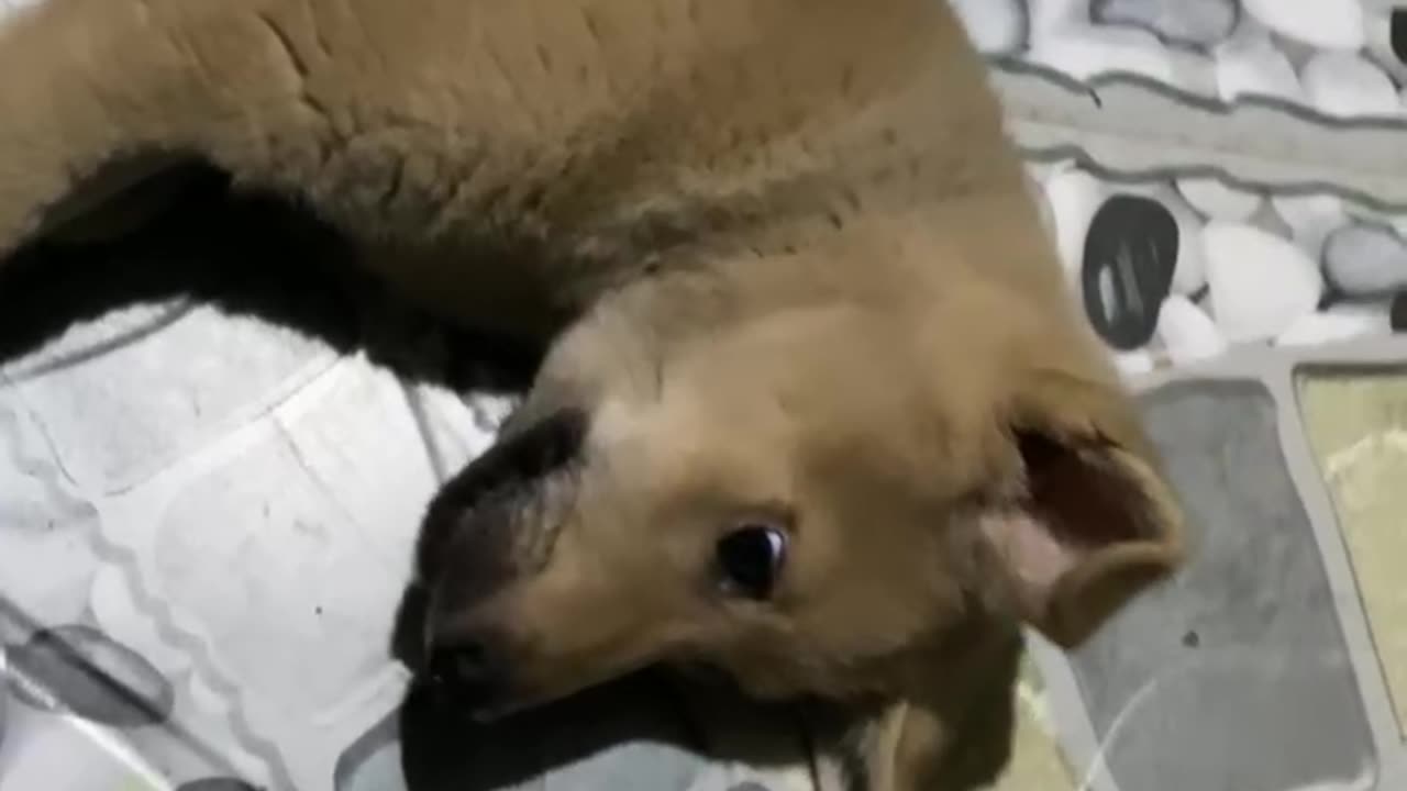 Playing dog